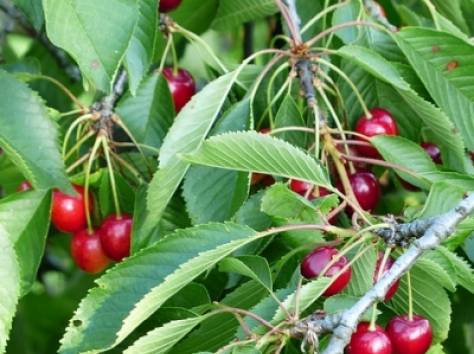 Купить саженцы деревьев в Алматы, фотография 1