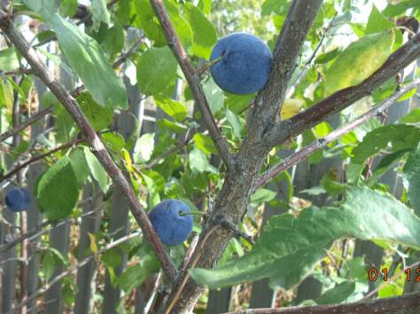 Продам дом, фотография 7