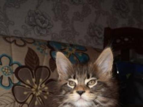 Котята Мейн Кун, очень крупные, питомник 