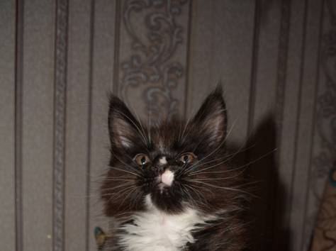 Котята Мейн Кун, очень крупные, питомник 