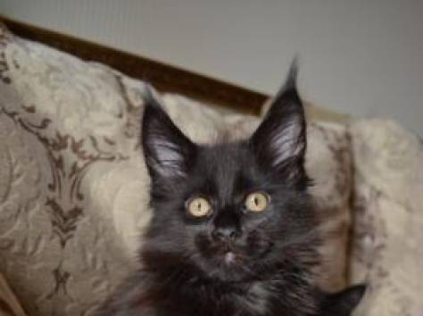 Котята Мейн Кун, очень крупные, питомник 