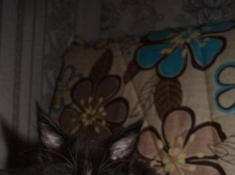 Котята Мейн Кун, очень крупные, питомник 