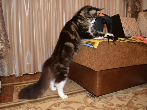 Котята Мейн Кун, очень крупные, питомник 