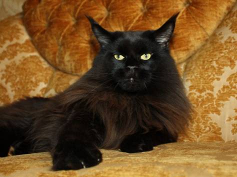 Котята Мейн Кун, очень крупные, питомник 