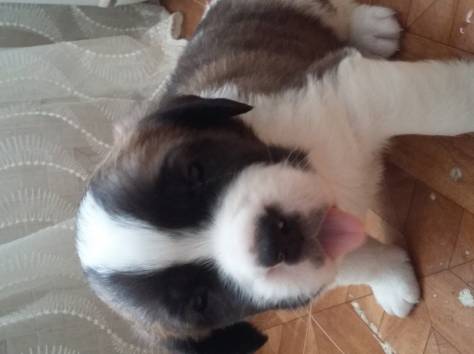 щенки сенбернара , фотография 2