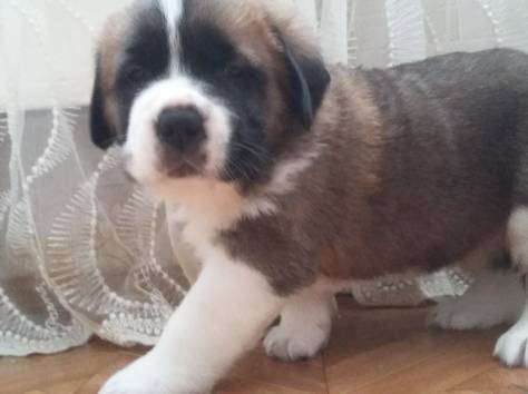 щенки сенбернара , фотография 3