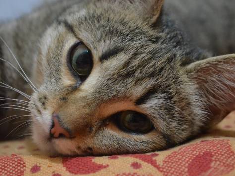 ремонт квартир  офисов помещений , фотография 1