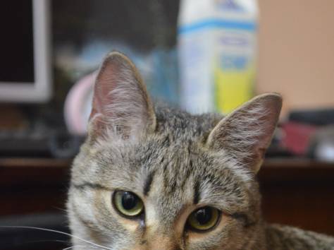 ремонт квартир офисов помещений , фотография 1