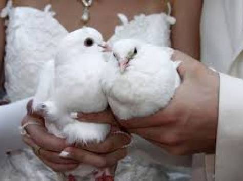 Свадебные голуби, фотография 1