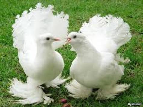 Свадебные голуби, фотография 2