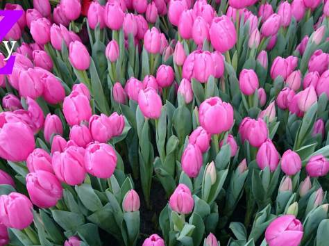 Тюльпаны оптом к 8 марта , фотография 1