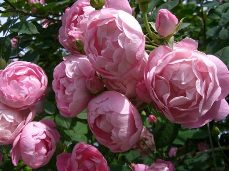 Ландшафтный дизайн и озеленение., фотография 2