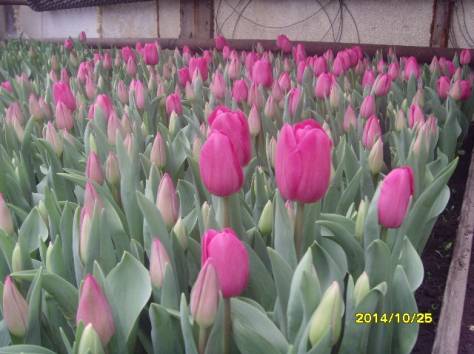 продажа  голандских  местных тюльпанов на 14февраля 8 марта от250тг опт , фотография 2