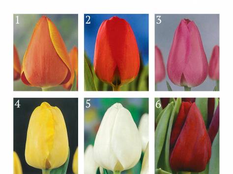 Тюльпаны на 8-е марта, фотография 1