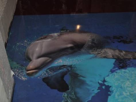 3D Полы  Декоративные наливные полы, фотография 7