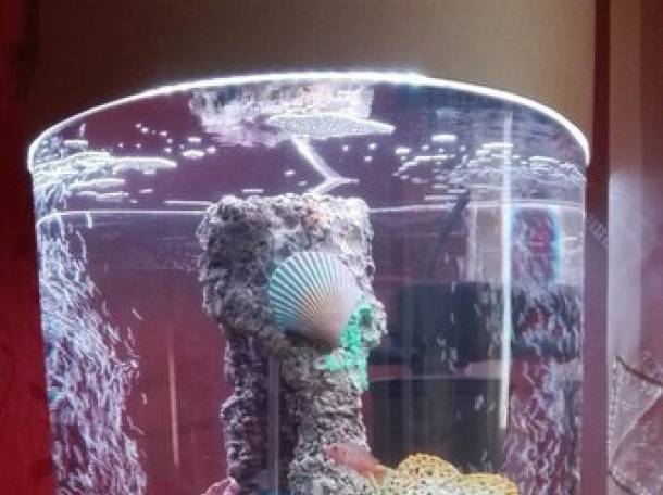 Невероятно красивый цилиндрический аквариум 150л, фотография 6