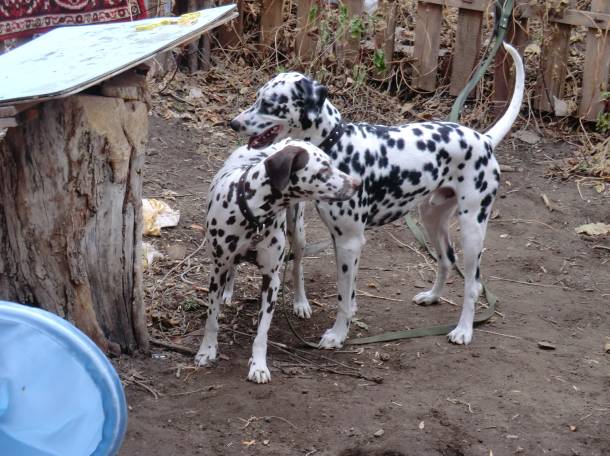 Детки далматина. 101 пятнышко), фотография 5