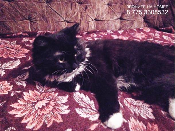 Срочно! Отдам Черно-белого Котенка в добрые руки!!, фотография 5