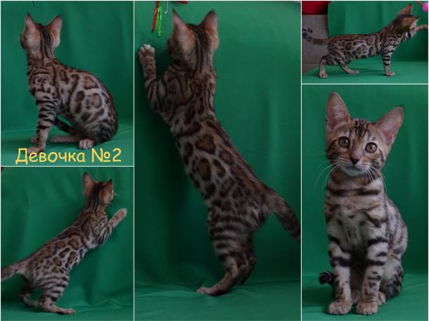 Бенгальские котята, фотография 2