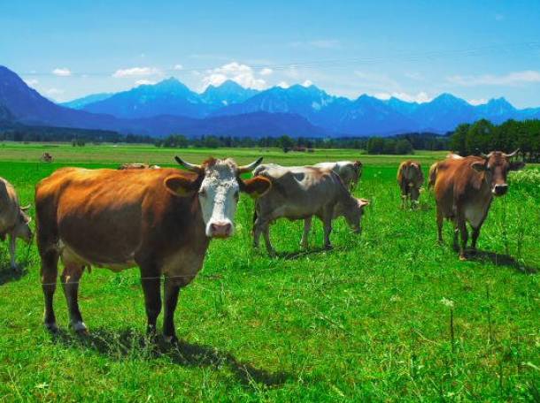 Закупаем скот, фотография 1