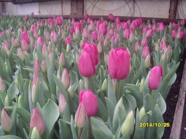 продажа  голандских  местных тюльпанов на  8 марта от250тг опт , фотография 2