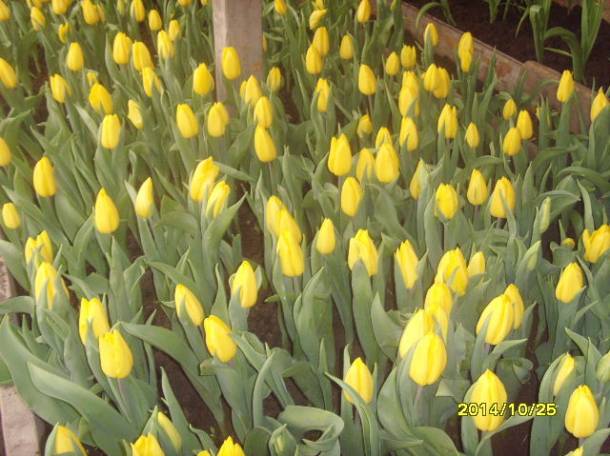 продажа  голандских  местных тюльпанов на  8 марта от250тг опт , фотография 3