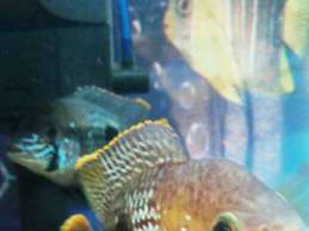 Бирюзовые акарики, фотография 1