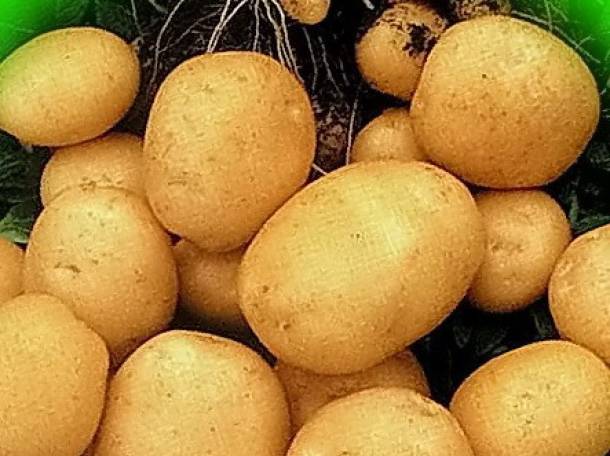 картофель оптом от 20тонн, фотография 2