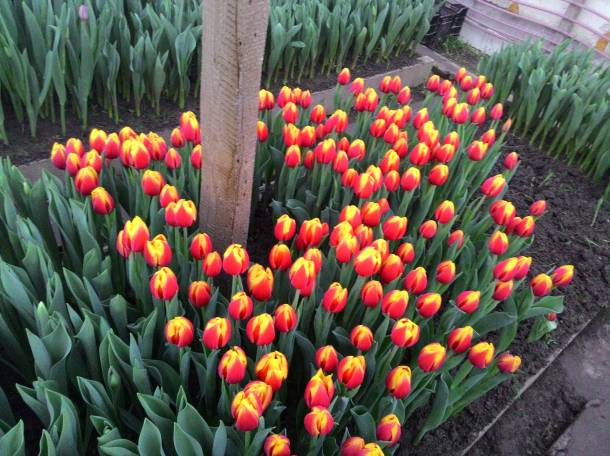 Тюльпаны оптом и в розницу Алматы, фотография 3