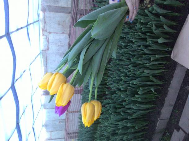 Тюльпаны оптом и в розницу Алматы, фотография 4