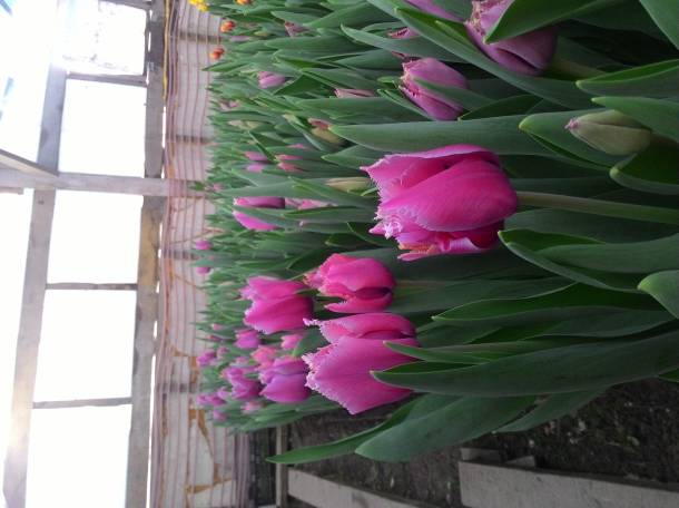 Тюльпаны оптом и в розницу Алматы, фотография 5