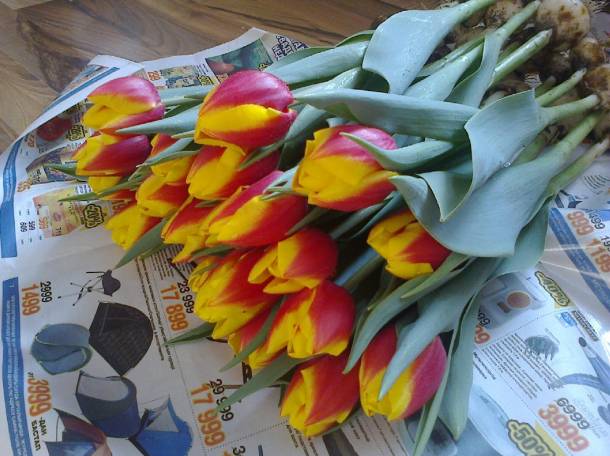 Тюльпаны оптом и в розницу Алматы, фотография 7