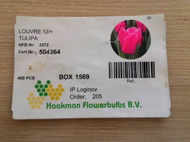 Тюльпаны оптом и в розницу Алматы, фотография 9