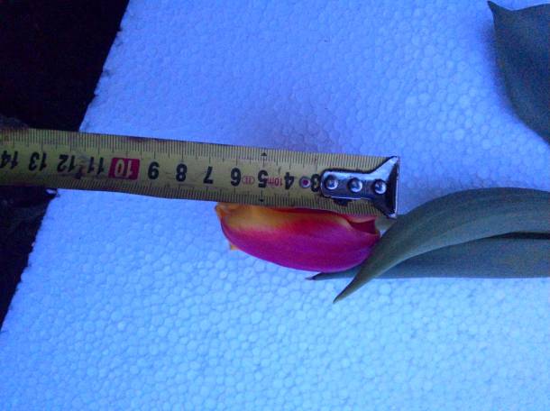 Тюльпаны оптом и в розницу Алматы, фотография 11