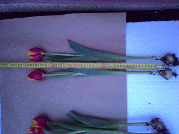 Тюльпаны оптом и в розницу Алматы, фотография 12