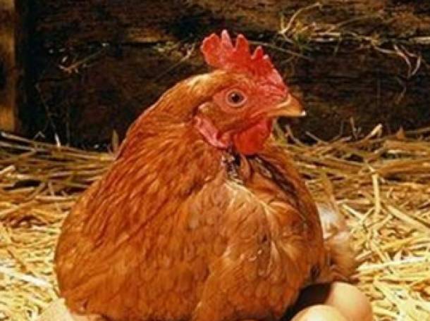 продажа курей , фотография 2
