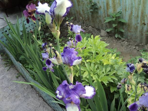 Продам полдома в Турксибском районе , кузьмина 37, фотография 6