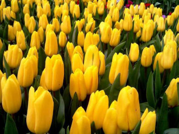 Тюльпаны, фотография 1