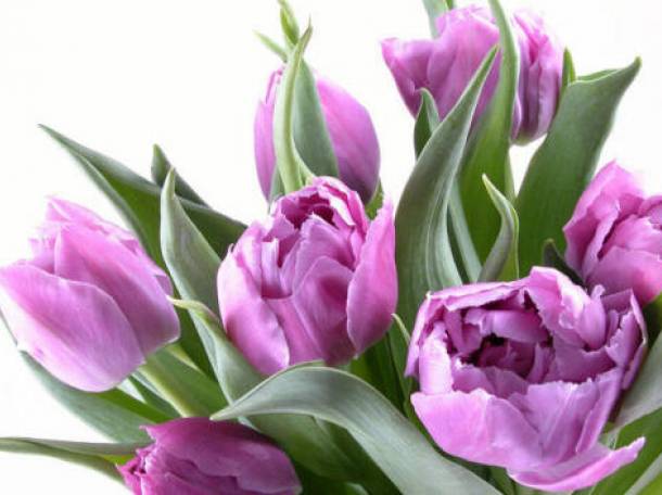 Тюльпаны, фотография 3