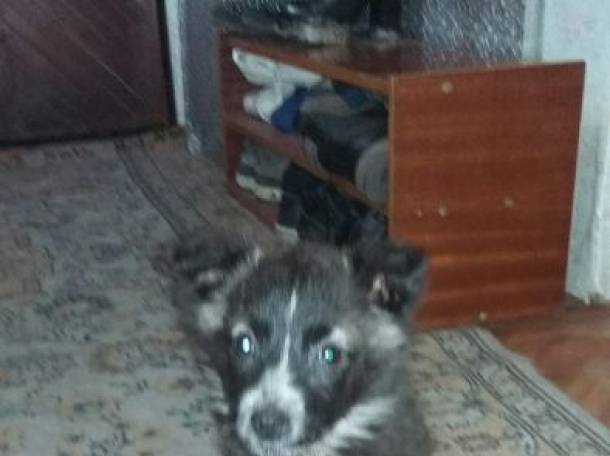 Отдам бесплатна щенка., фотография 1