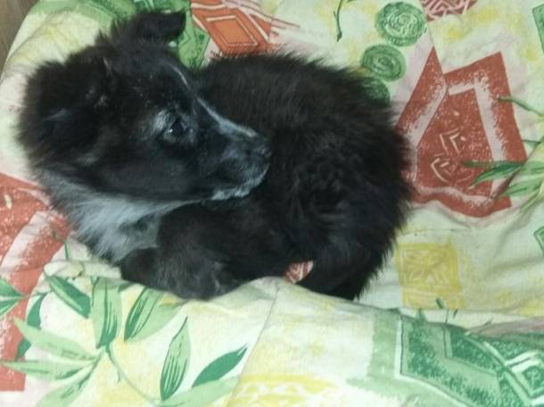 Отдам бесплатна щенка., фотография 2