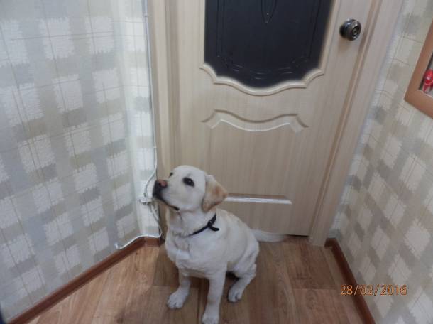 щенок лабрадора ретривера, фотография 3