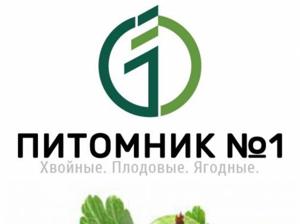 Саженцы крыжовника., фотография 1