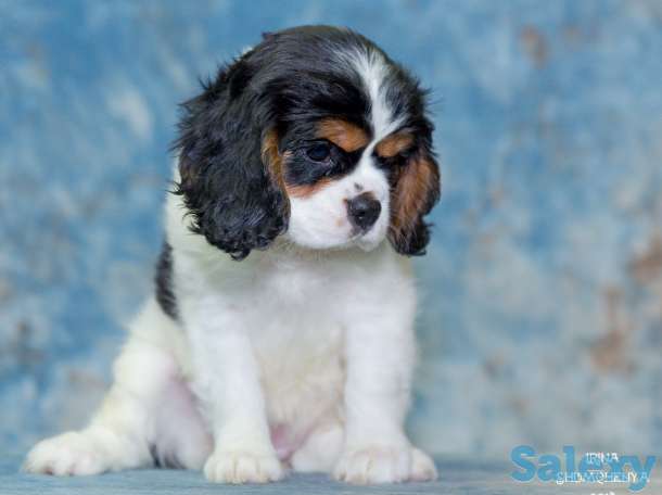 Питомник кавалер кинг чарльз спаниелей 