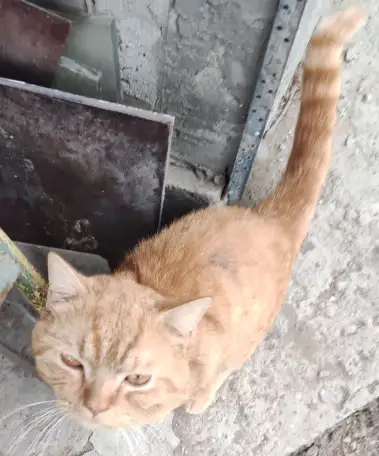 кот-потеряшка в  добрые  руки, фотография 2