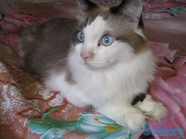 У меня Хозяин умер, фотография 4