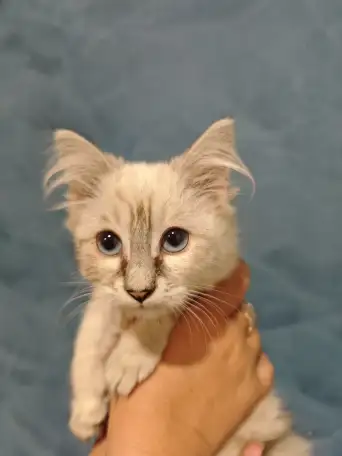 Отдам прекрасных котят в хорошие руки, фотография 6