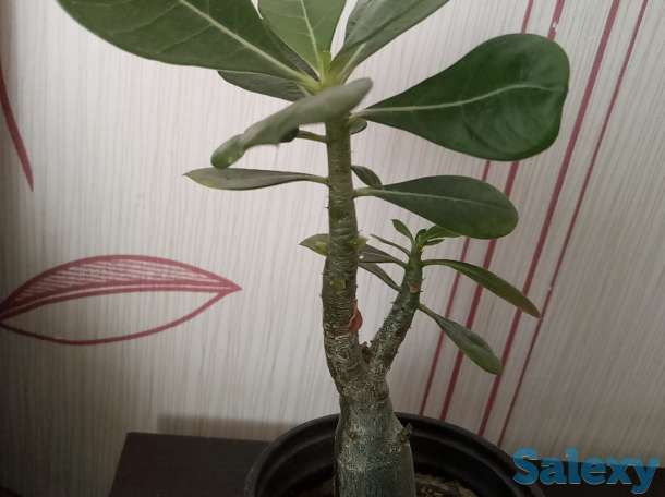 Адениум, фотография 3