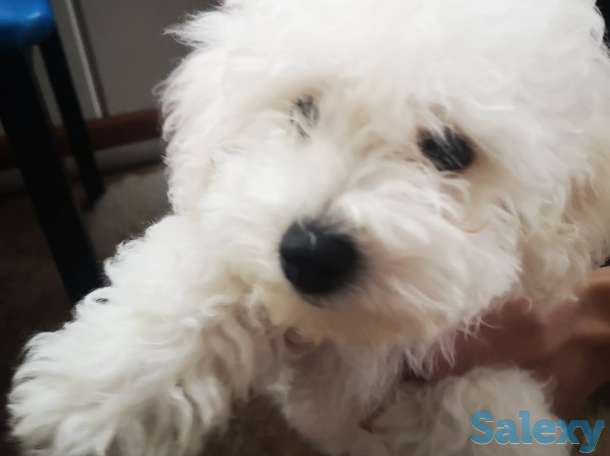 Продажа щенков Бишон Фризе, фотография 1