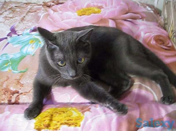 Найди настоящего преданного друга, фотография 3